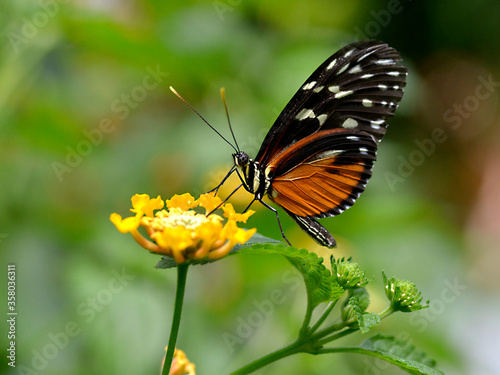Tiger Longwing butterfly  Heliconius hecale  feeding on yellow flower and seen from profile