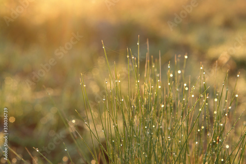 Dew on a grass, lit by warm golden morning light. Fresh spring background - fine blades of grass with shining transparent water drops, close up, selective focus