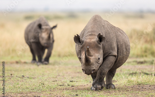 Fotografiet Two black rhino in Masai Mara Kenya
