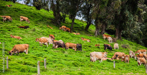 Cows on a meadow. Costa Rica
