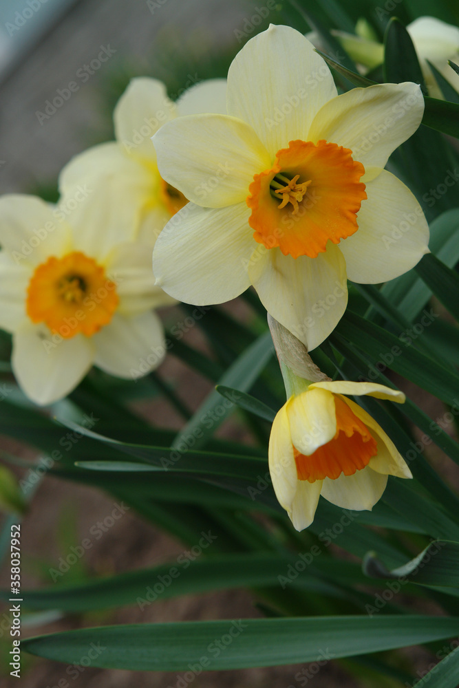A close up of pale yellow daffodils with a bright orange corona, growing in the garden A close up of pale yellow daffodils with a bright orange corona, growing in the garden