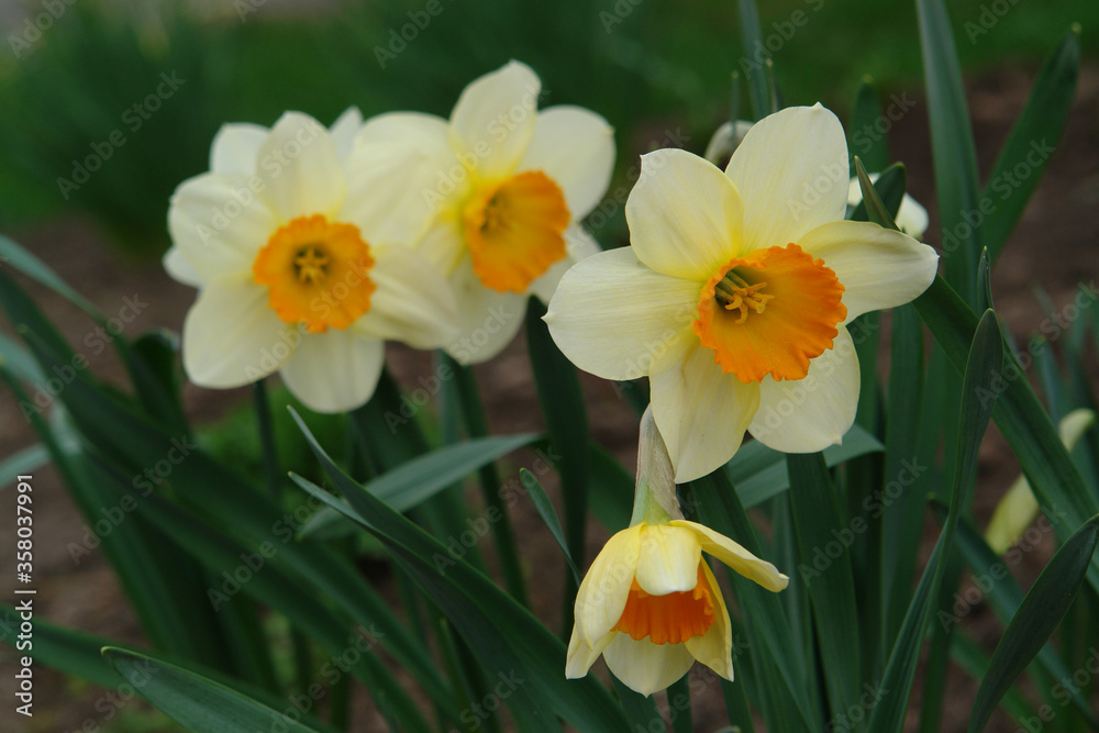 A close up of pale yellow daffodils with a central bright orange corona, blooming in the garden A close up of pale yellow daffodils with a central bright orange corona, blooming in the garden