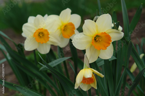 A close up of pale yellow daffodils with a central bright orange corona, blooming in the garden