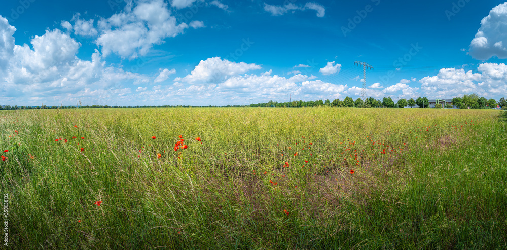 Panoramic view over beautiful green farm landscape with red poppies flowers in Germany with clouds in sky, and high voltage power lines