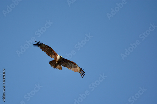 hawk on the sky   © pangcom