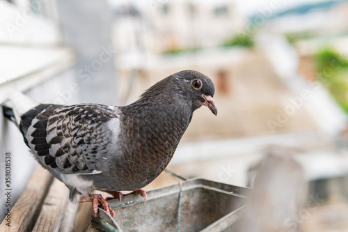 Beautiful little and cute street black pigeon with black eyes is sitting on a porch and looking © Bohdan
