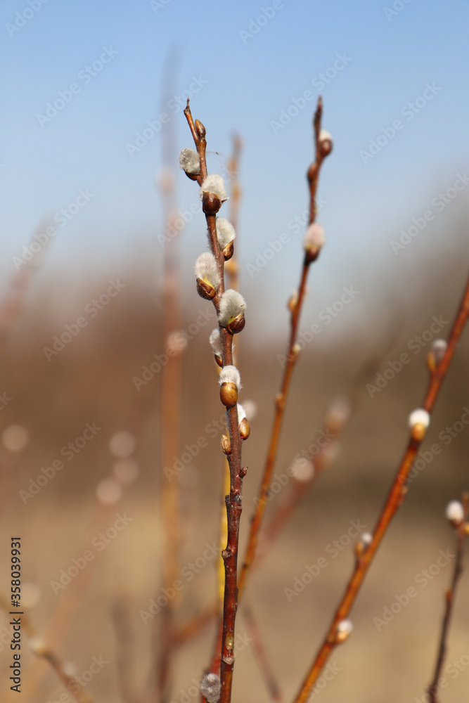 Φωτογραφία A close up of silvery male catkins of goat willow (Salix caprea) against the lig