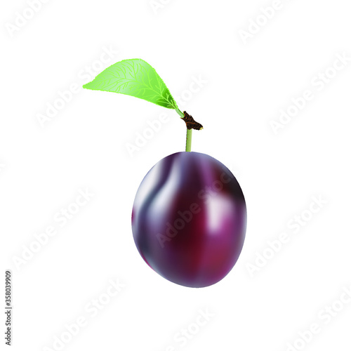 ector hand-drawn realistic image of lilac plum with a green leaf on a white background, which can be used in realistic illustrations, scrapbooking, children's educational literature, for cards.