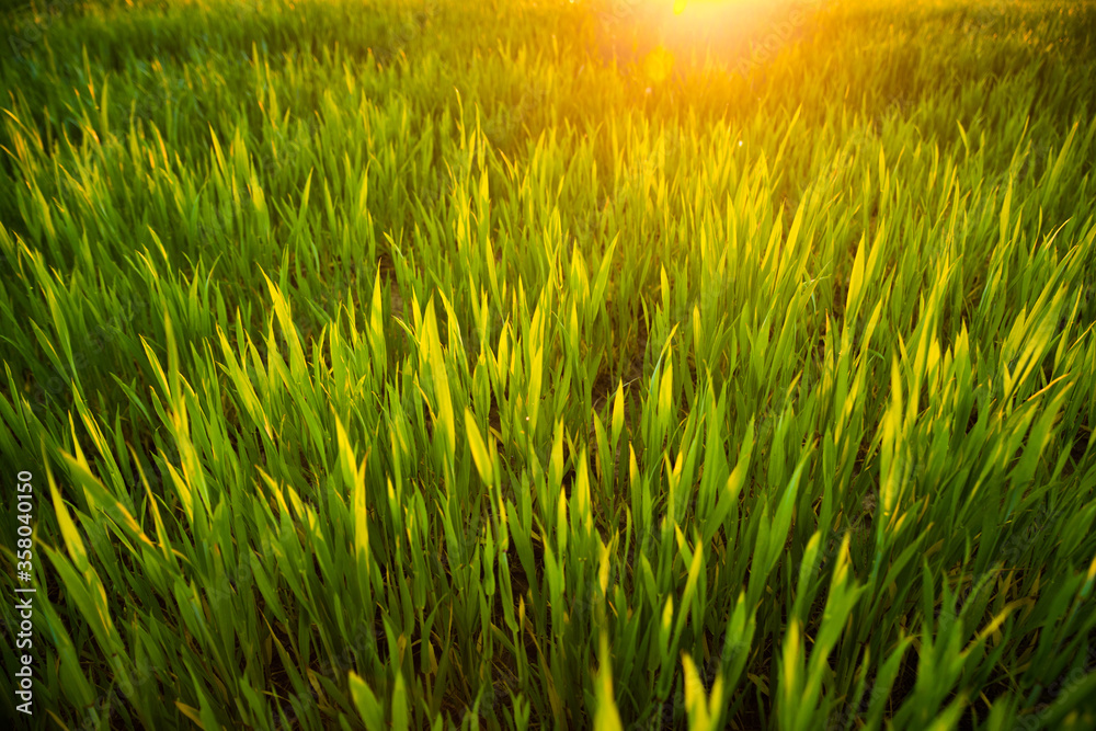 Green Barley Field In Early Spring. Agricultural Background.