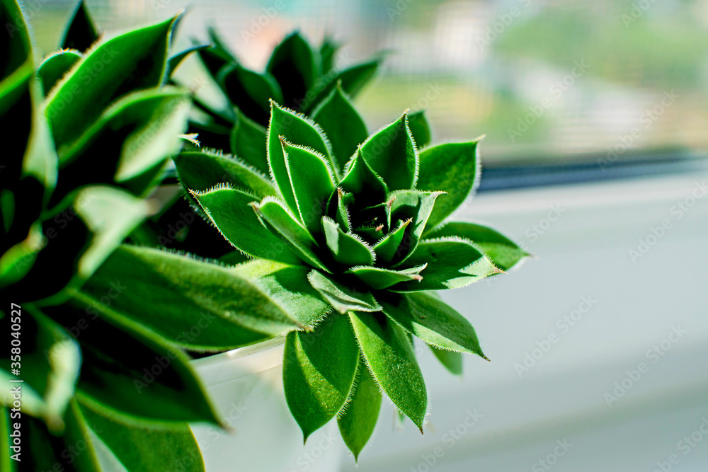 Close up of beautiful succulent plant in the sun on the window.