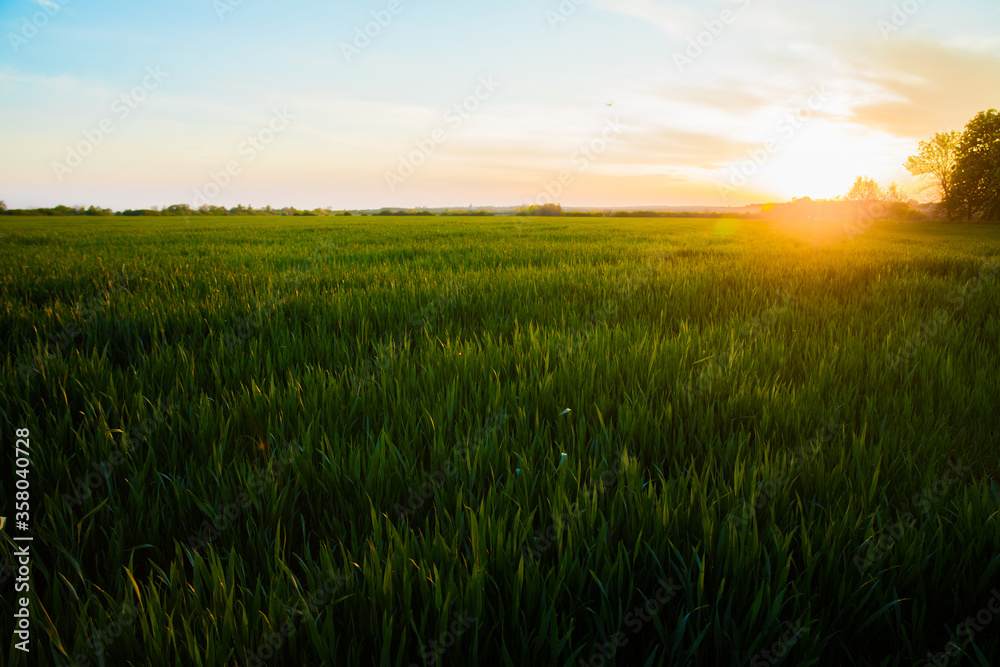 Sun beams over the wheat field