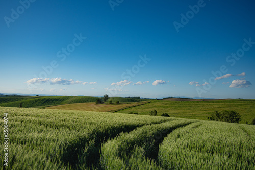 6月の麦薫るパッチワークの丘