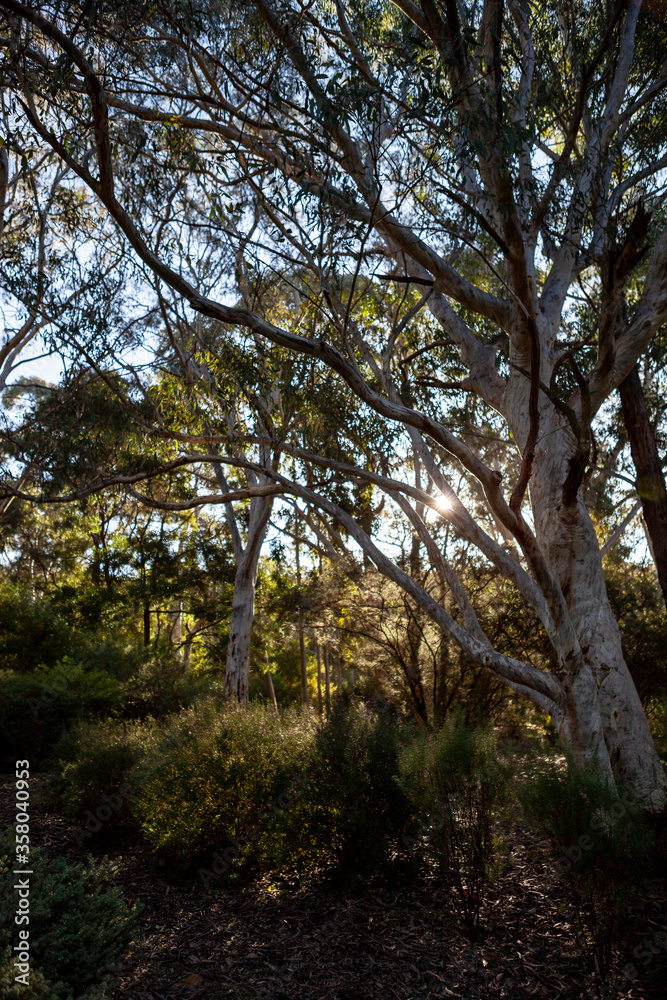 Australian Bush vertical