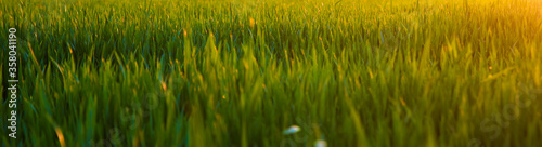 Panorama view of green sprouting rye agricultural field in spring in sunset. Sprouts of rye