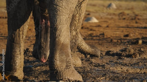 Playful African Elephant splash with trunk in mud, close up