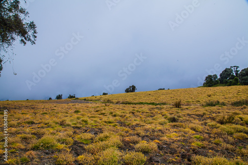 High in the mountains, the clouds descended on a beautiful field and trees