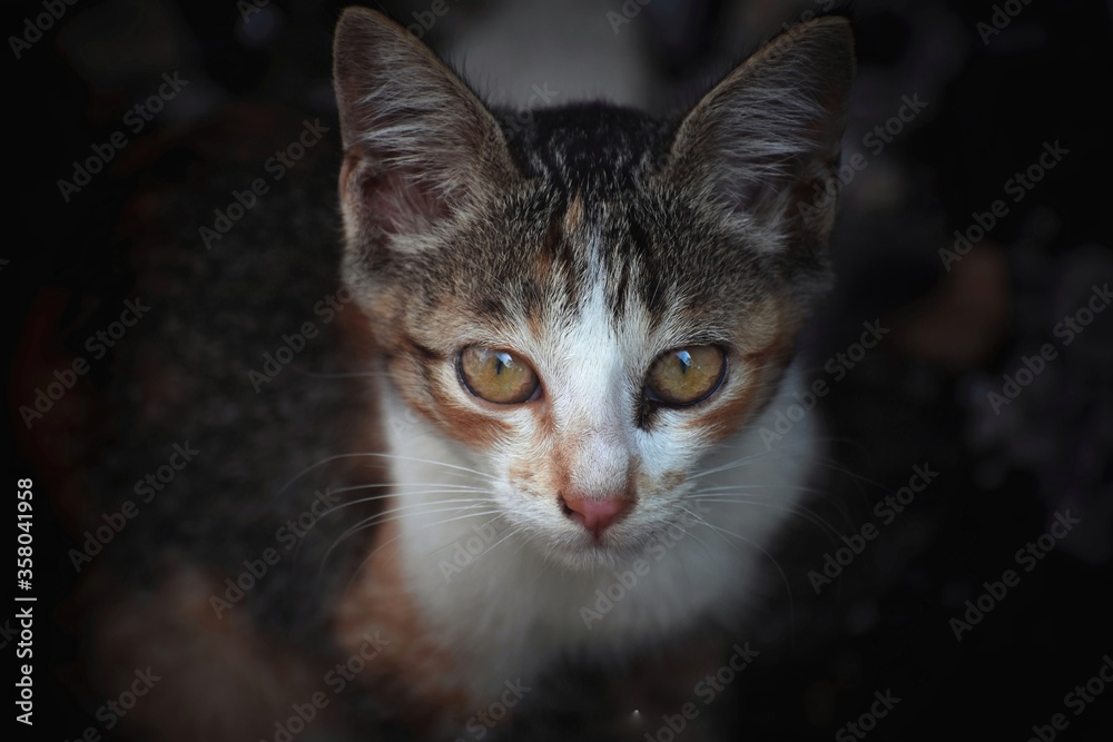 Naklejka premium cat
