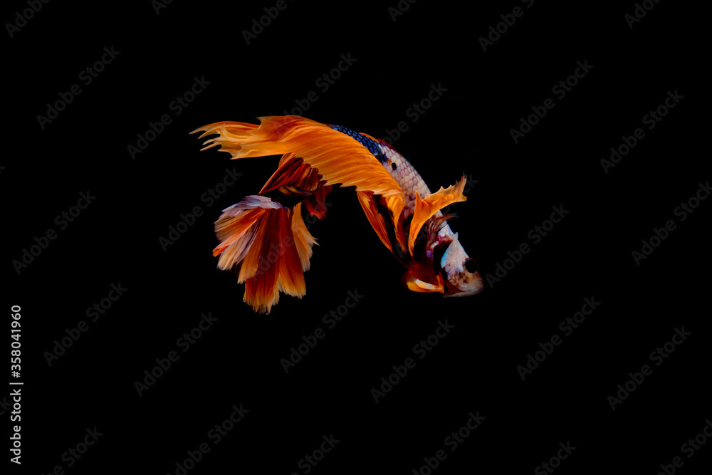 motion of siamese betta fish isolated on black background.orange fish in underwater. motion of siamese betta fish isolated on black background.orange fish in underwater.
