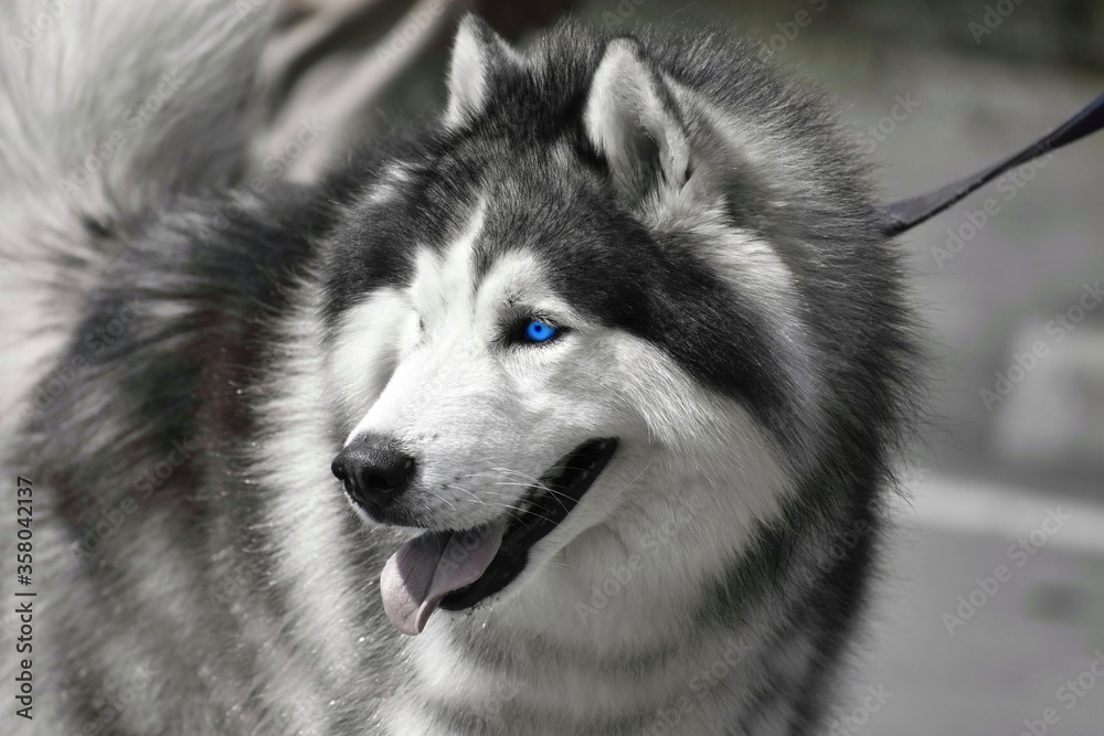 huskey huskey