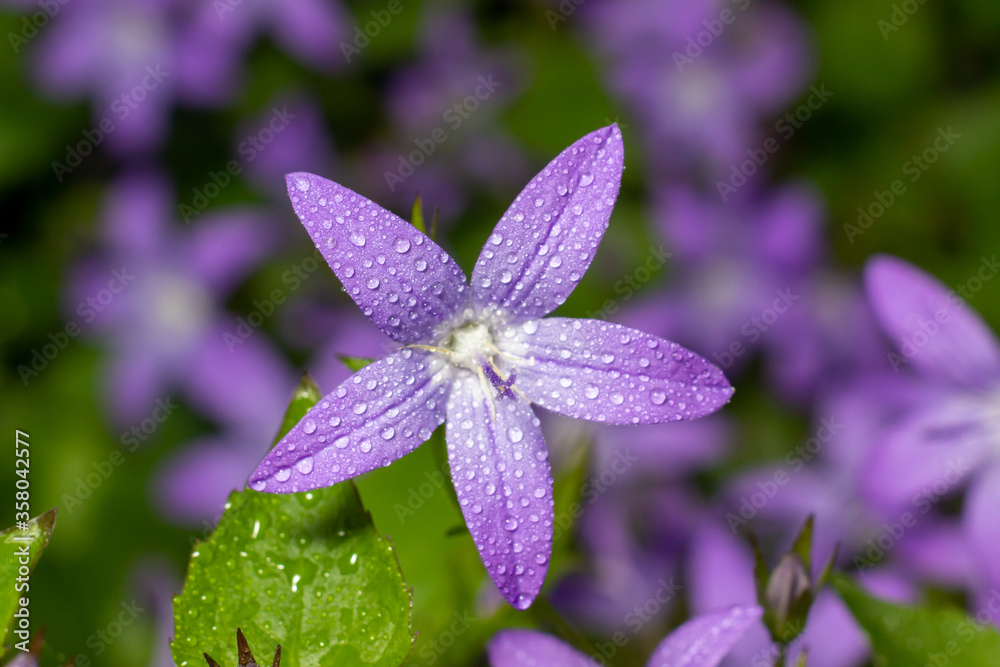purple flower with dew drops purple flower with dew drops
