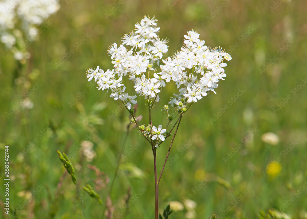 White flowers of Dropwort or Fern-leaf dropwort, Filipendula vulgaris White flowers of Dropwort or Fern-leaf dropwort, Filipendula vulgaris