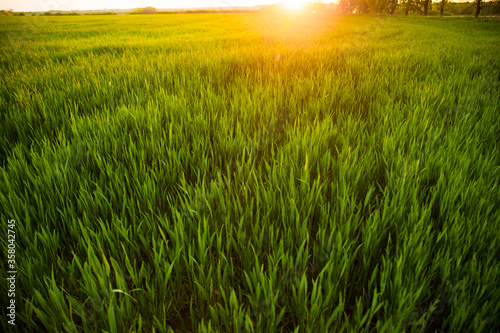 countryside field, sunny day in the countryside, green grass