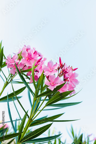 blooming oleander, pink flowers against the sky