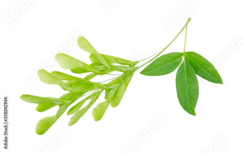 Green ash-leaved maple isolated on a white background without shadow. Item for greeting cards, packaging, scene creator