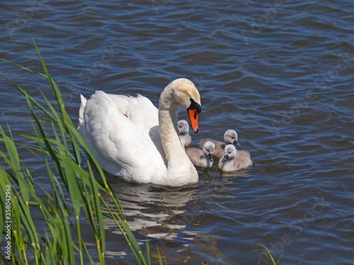 Swan with chicks on the water, Cygnus olor