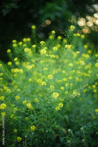 Fototapeta Naklejka Na Ścianę i Meble -  Lush bush colza with yellow flowers grow in nature. Soft selective focus.