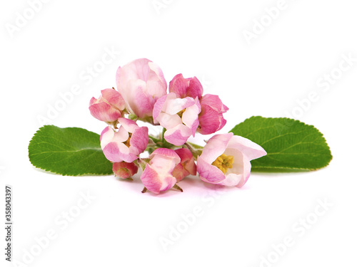 Floral decoration of pink flowers of apple and green leaves isolated on white