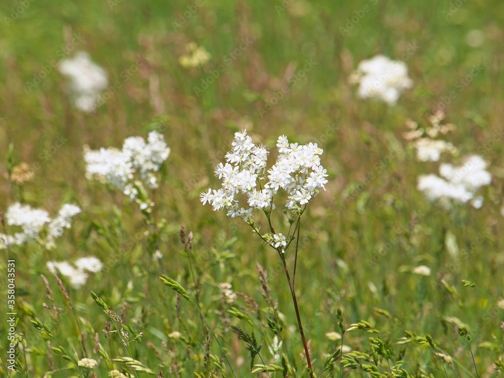 White flowers of Dropwort or Fern-leaf dropwort, Filipendula vulgaris White flowers of Dropwort or Fern-leaf dropwort, Filipendula vulgaris
