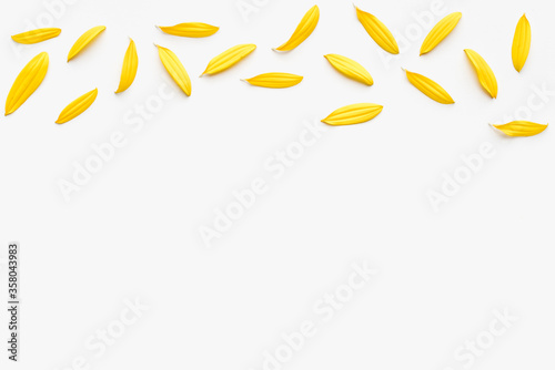 sunflower petals on a white background, yellow petals