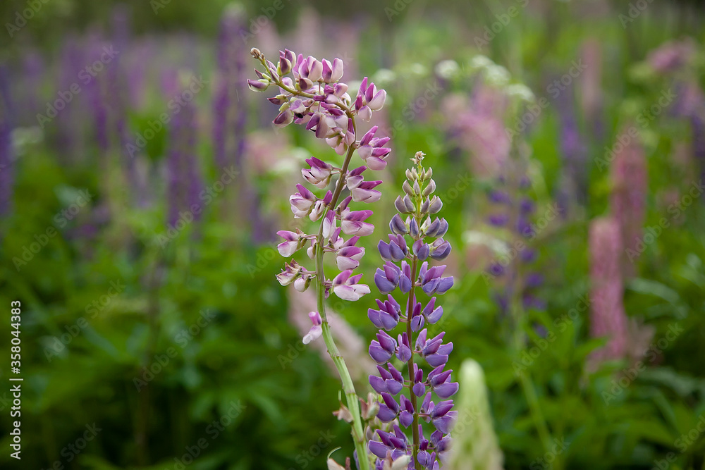 Pink and fi violet lupins close-up on the background of the lupine field. Back light
Pink and fi violet lupins close-up on the background of the lupine field. Back light