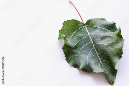 Canvas Print poplar leaf on a white background, green leaf, green leaf on a white background