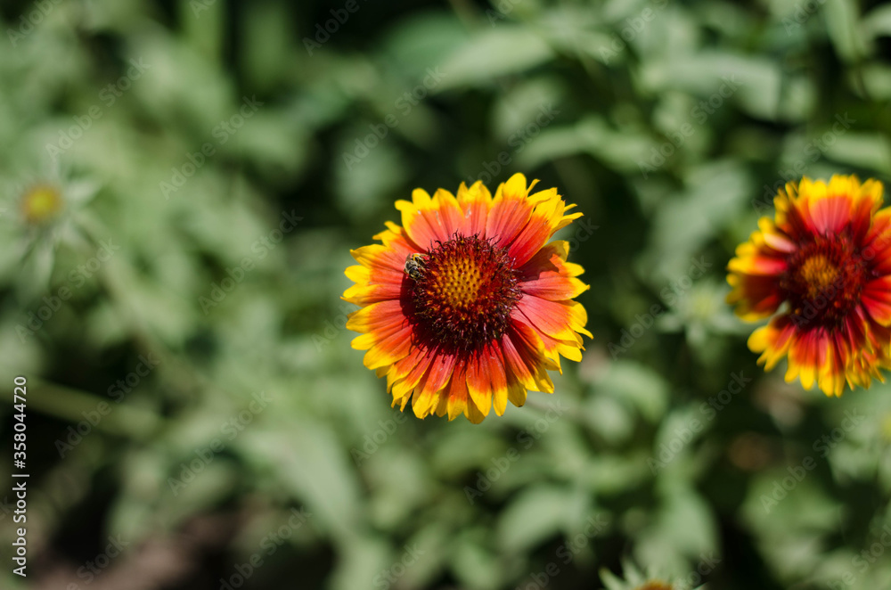 Field of spring flowers. Orange flower. Field of spring flowers. Orange flower.