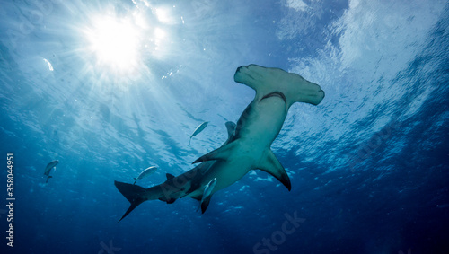 Great hammerhead shark, Mokarran, with the sun shining behind. Bimini. Bahamas