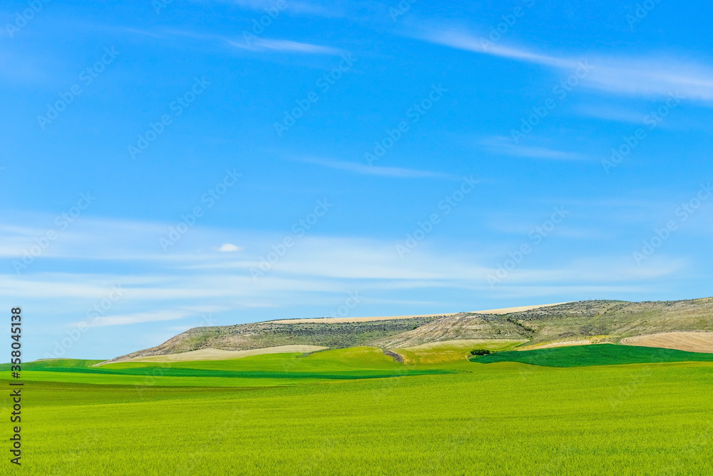 Fototapeta premium green grass field against the blue sky