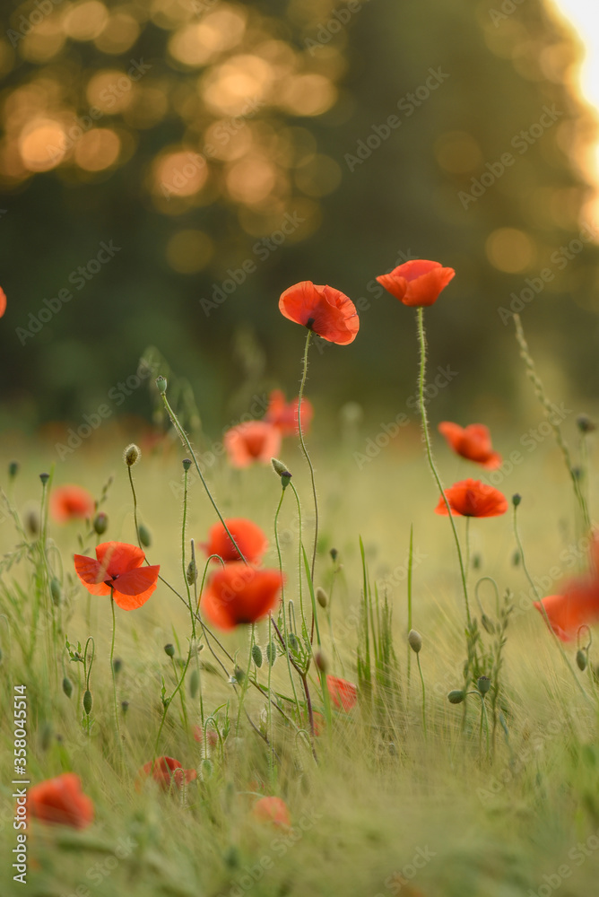Fototapeta premium Podlaskie maki