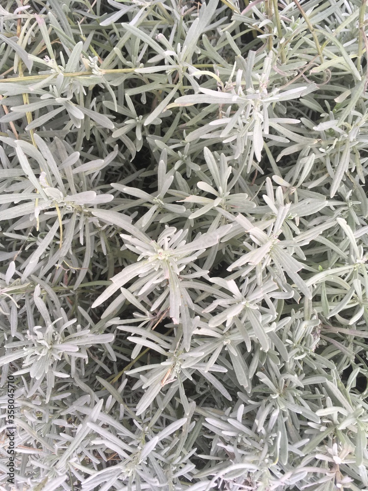 Foliage of a silver leaved plant Foliage of a silver leaved plant