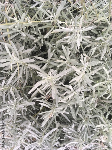 Foliage of a silver leaved plant