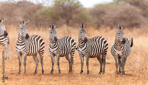 Zebra herd standing in line looking in the same direction in Tarangire Tanzania
