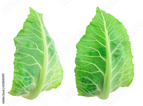Cauliflower leaf isolated on white background with clipping path