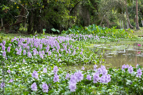 Reflection of water hyacinth flower fields bloom colorful purple in the lake