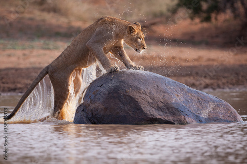 One adult lioness climbing out of water onto a huge rock in Kruger Park South Africa photo