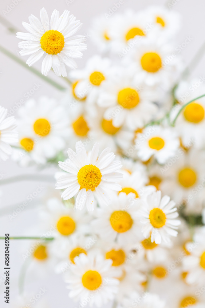 Bunch of White Daisy flowers on bright background close up. Spring or summer chamomile flowers wallpaper. Top view.