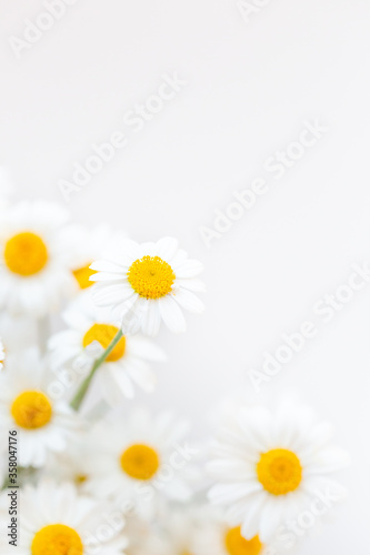 White background with chamomile flowers and copy space. Flat lay, top view, copy space. Spring, summer concept 