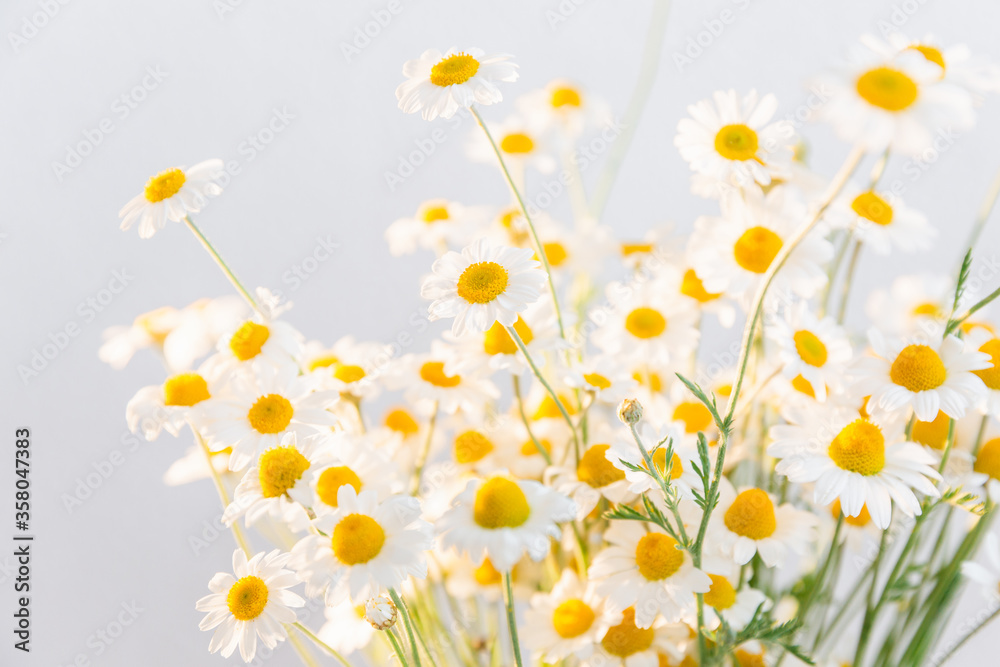 Bunch of White Daisy flowers on bright background close up. Spring or summer chamomile flowers wallpaper. Place for text.