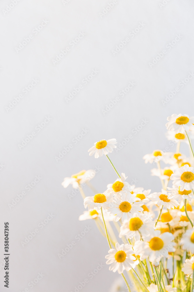 Bunch of White Daisy flowers on bright background close up. Spring or summer chamomile flowers wallpaper. Place for text. Bunch of White Daisy flowers on bright background close up. Spring or summer chamomile flowers wallpaper. Place for text.