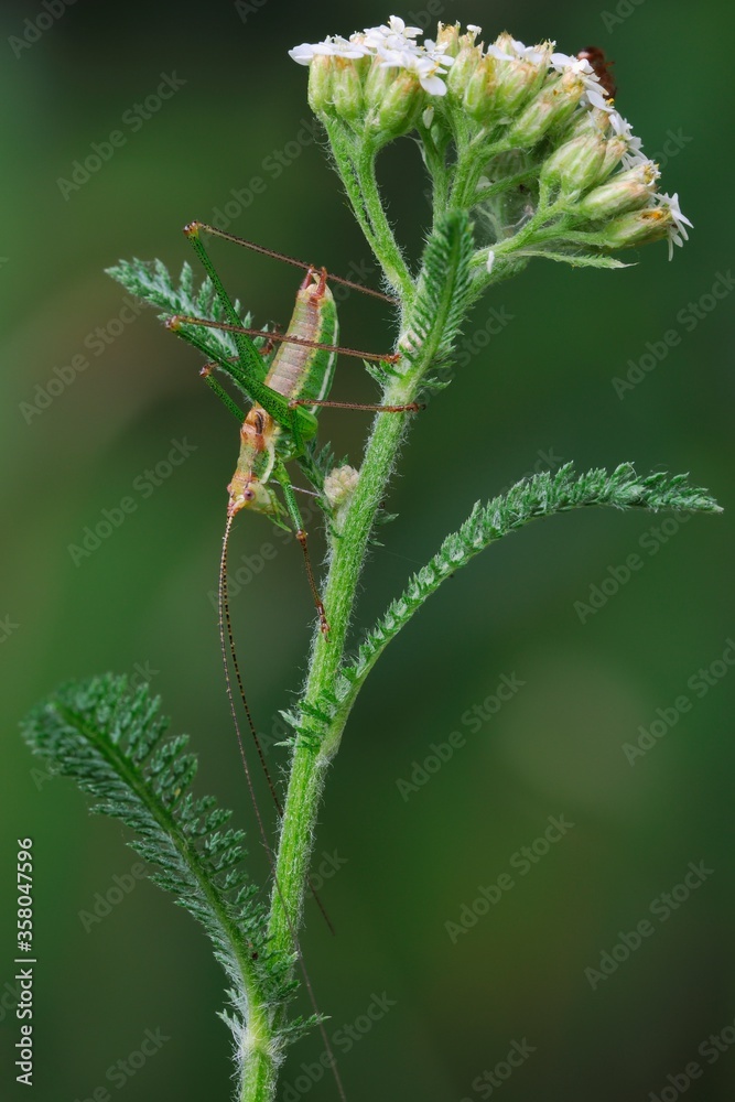 Grasshopper resting on a meadow plant at dusk. Posthumous Plump Bush cricket ,male. Genus species Isophya posthumoidalis. Grasshopper resting on a meadow plant at dusk. Posthumous Plump Bush cricket ,male. Genus species Isophya posthumoidalis.
